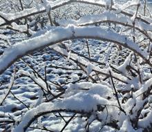 Imagen secundaria 2 - Distintas estampas del viñedo nevado en Moradillo de Roa, Burgos. 