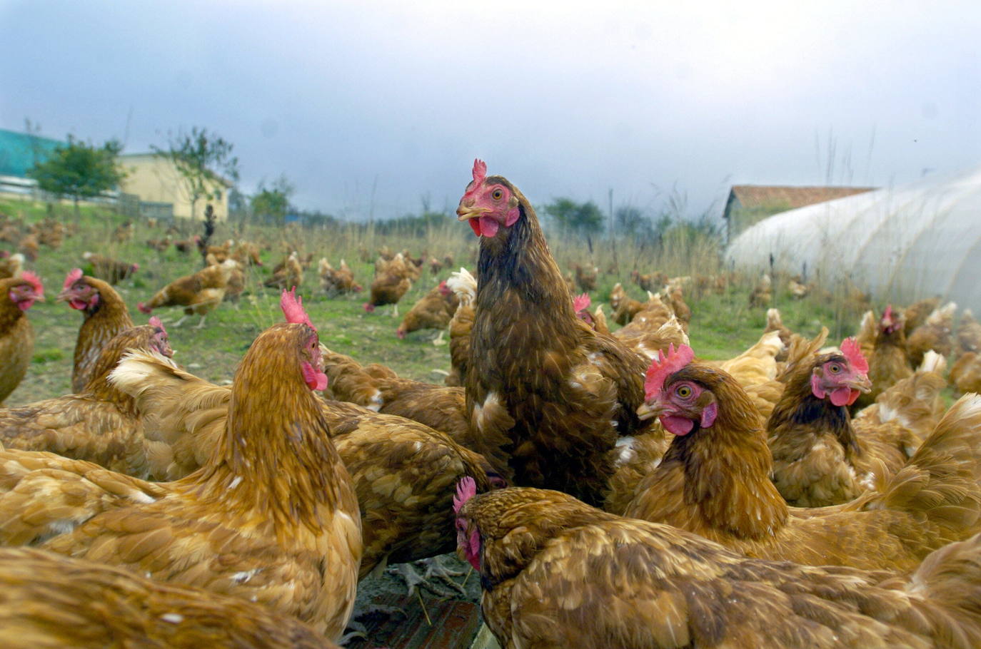 Prohibida la cría de aves de corral al aire libre en 252 zonas de la comunidad para evitar la gripe aviar