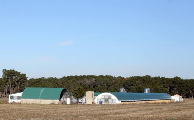 Una granja de pavos en Segovia, primer foco de gripe aviar en especies domésticas