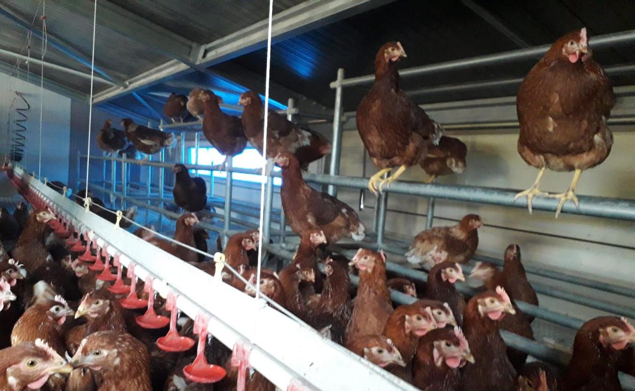 Gallinas ponedoras. 