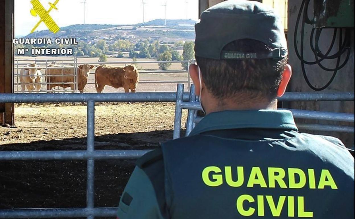 La Guardia Civil, en la explotación ganadera de La Ribera.