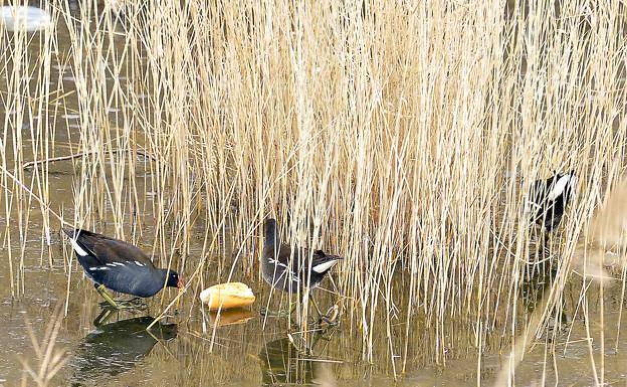 Aves silvestres en una laguna. 