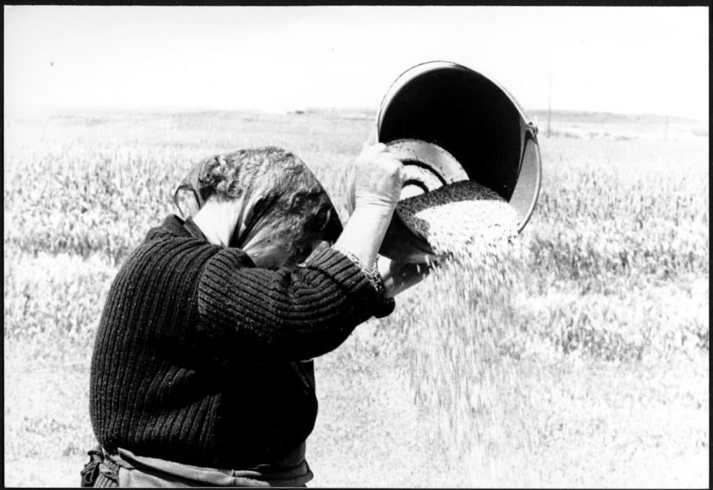Las fotos antiguas de trabajos en el campo aportan información para este proyecto. 