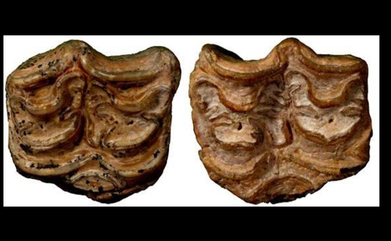 Nuevos fósiles de dientes de Hipparion ambiguum hallados en el yacimiento de Ain Boucherit. 