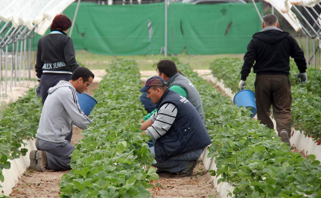 Trabajadores extranjeros durante su jornada laboral en un invernadero. 