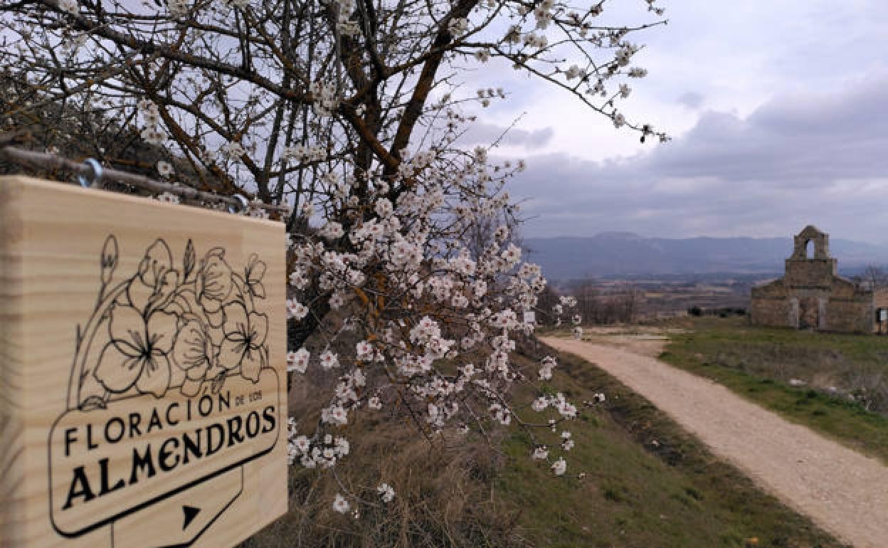 Florción del almendro en Poza de la Sal. 