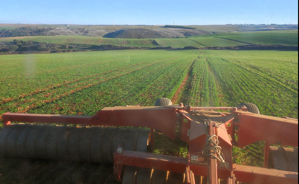 Un agricultor pasa el rodillo sobre el cereal. 