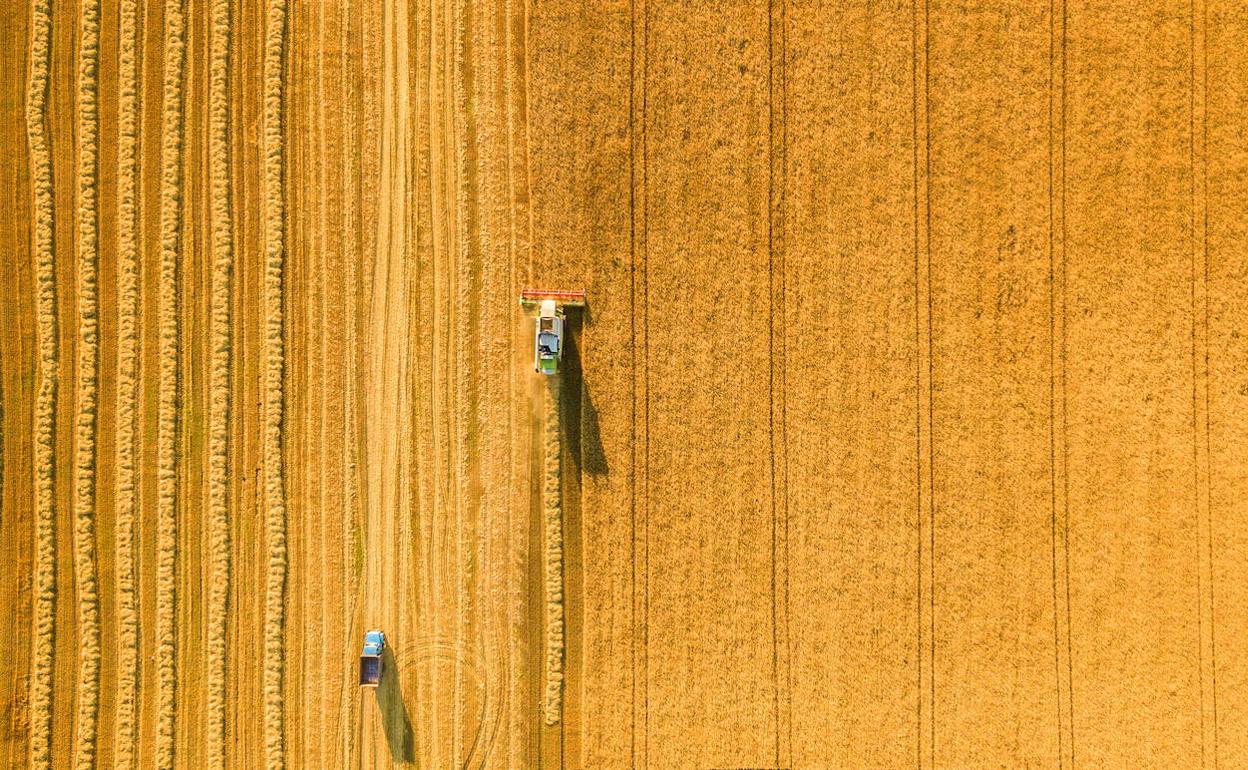 Siega de trigo en Ucrania. 