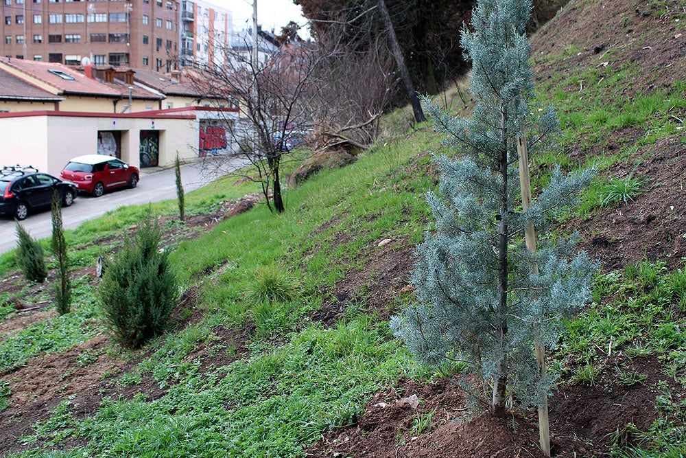 Fotos: Se ha reforestado la ladera del Castillo incendiada en verano