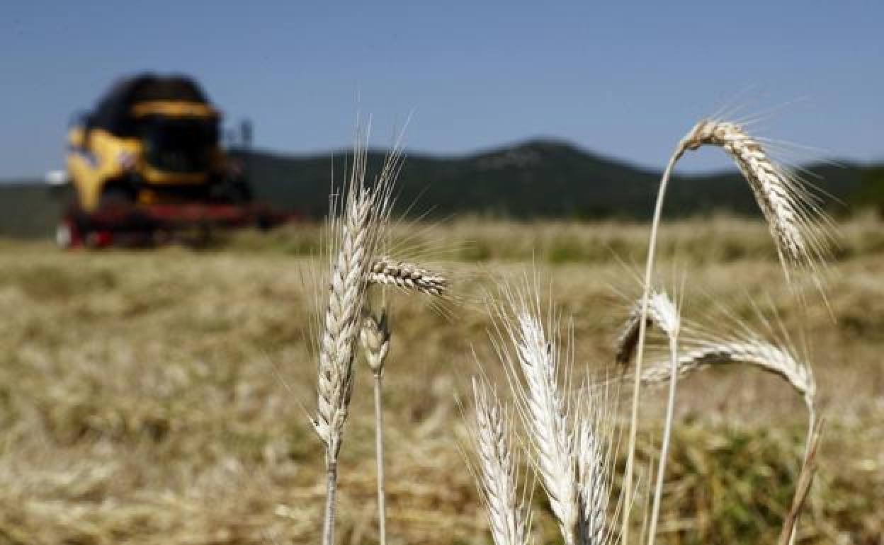 El campo burgalés recibe los abonos de la PAC. 