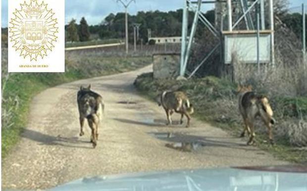 Los perros lobo que atacaron a un adolescente en Aranda se vuelven a escapar