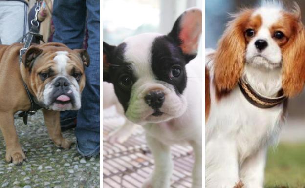 Estas son las razas de perro que más se ven afectadas por la calima