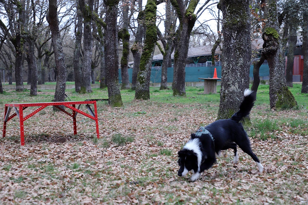 Fotos: El GREM de Burgos entrena a los nuevos perros de rescate y salvamento