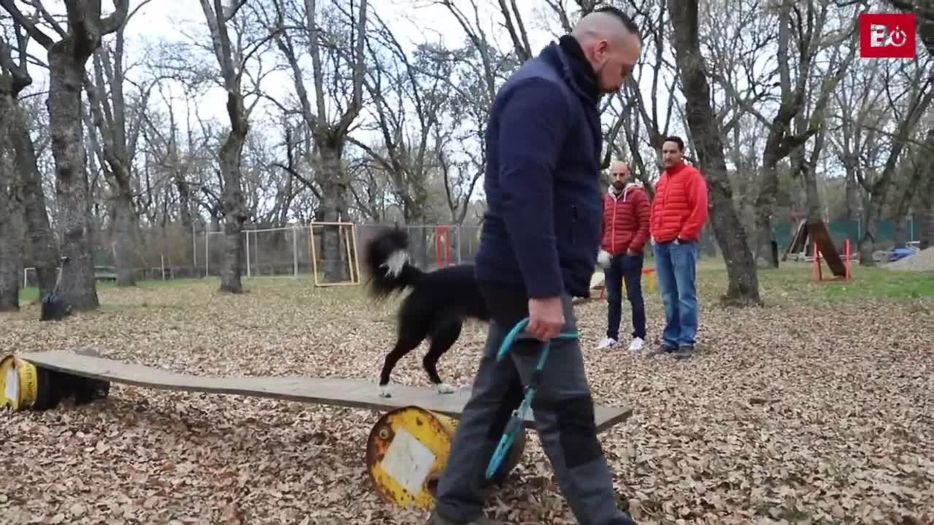 El GREM de Burgos entrena a sus nuevos perros de rescate