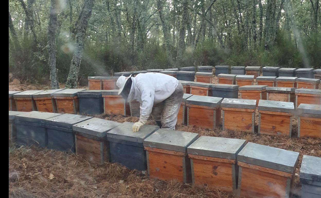 Un apicultor abre las piqueras tras decargar las colmenas en la provincia de Salamanca. 