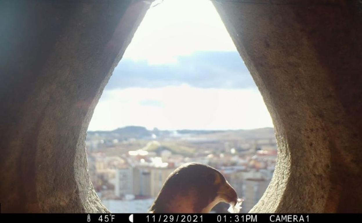 Imagen de la hembra de halcón peregrino que ha entrado en el nido de la Catedral.