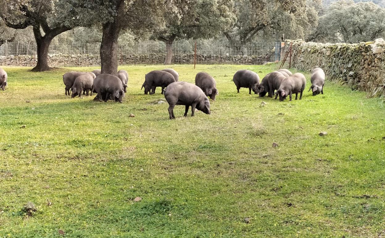 Explotación de porcino ibérico en la provincia de Salamanca. 