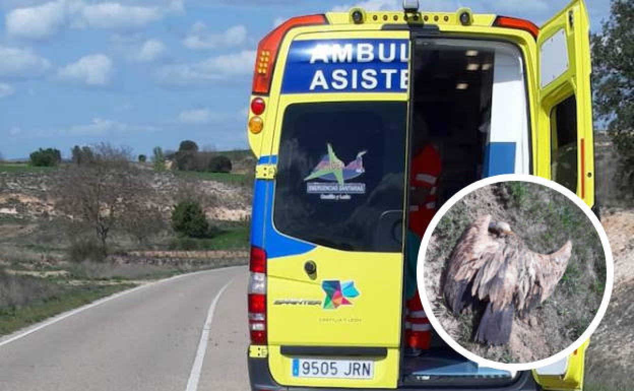 Ambulancia en la carretera de Tubilla donde han sucedido los accidentes. En el círculo uno de los buitres muertos.