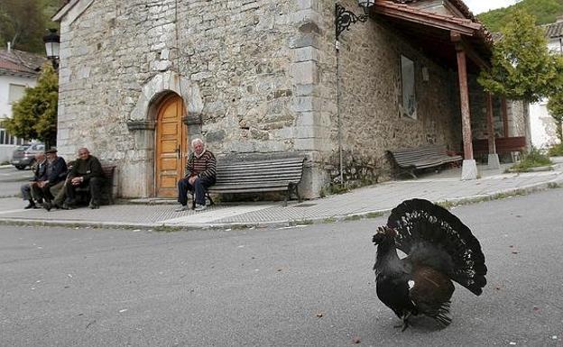 El urogallo Mansín paseando por las calles de Tarna, Asturias.