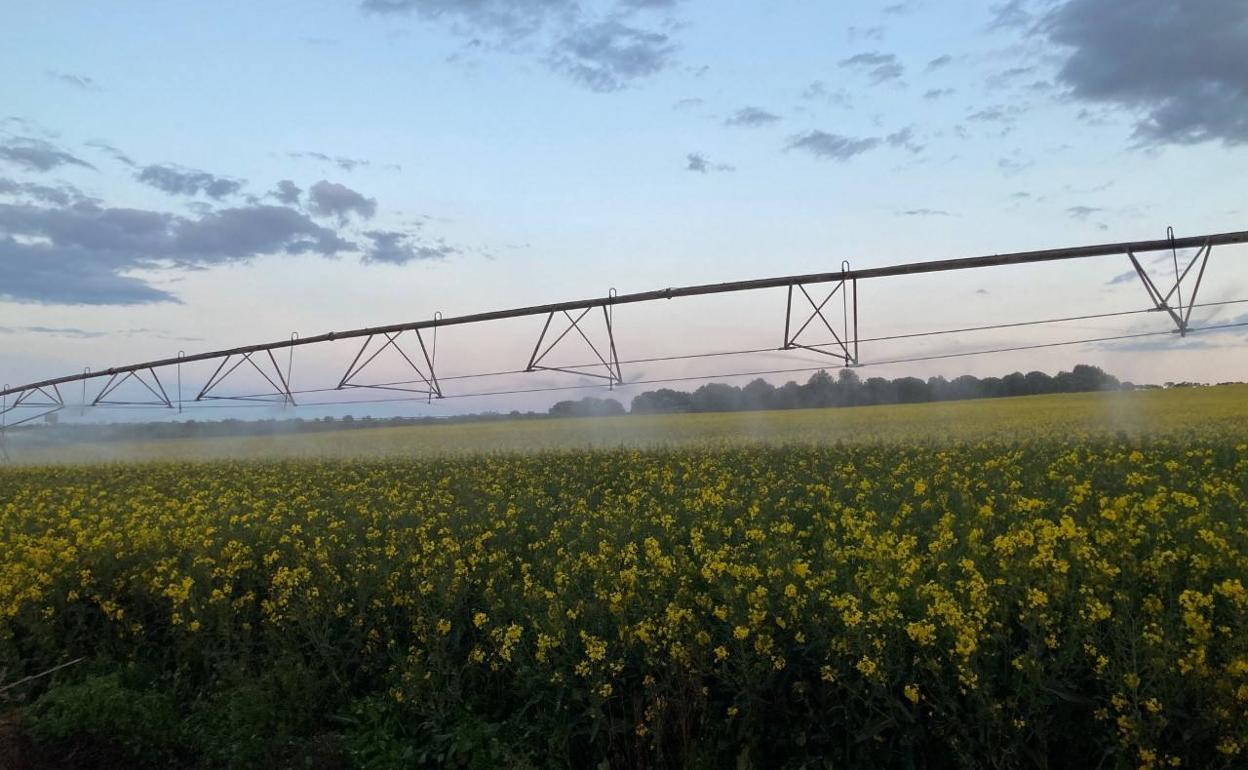 Riego de colza en el término de Pollos, en la provincia de Valladolid. 