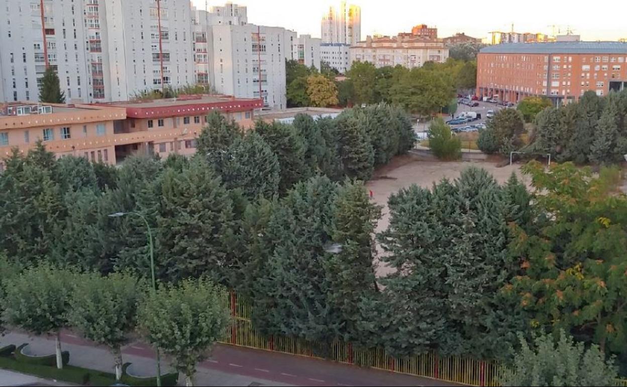 Los árboles han crecido de manera llamativa.