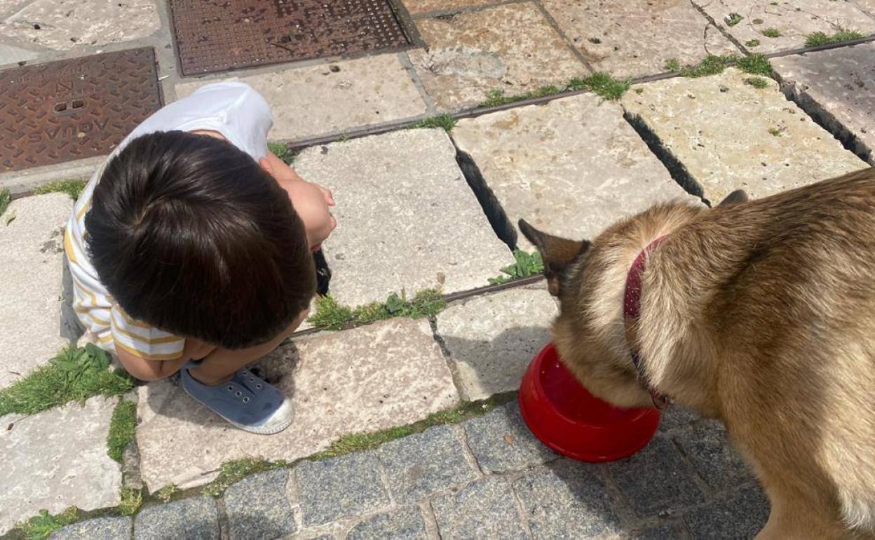 Un niño pone agua a su perro en una fuente del centro de Burgos.