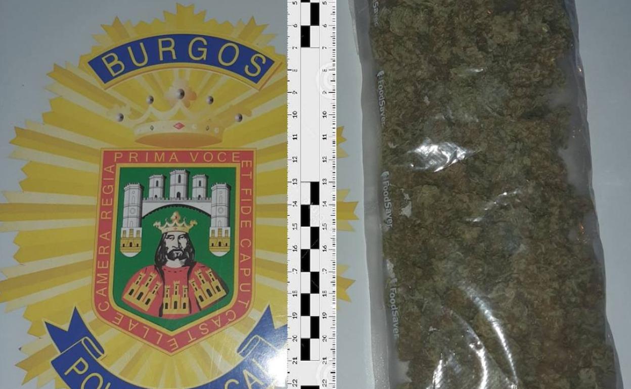 Marihuana incautada por la Policía Local de Burgos.