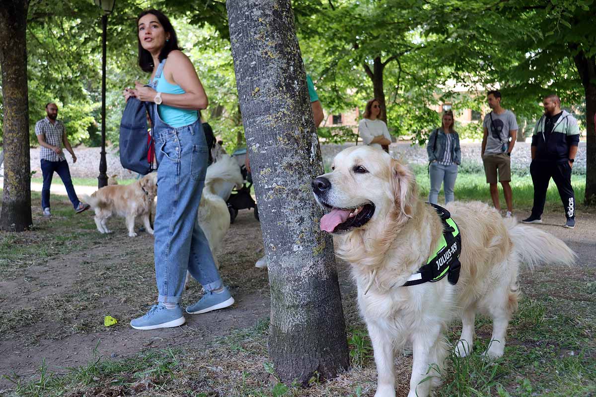 Fotos: Quedada de perros golden retriever en Burgos