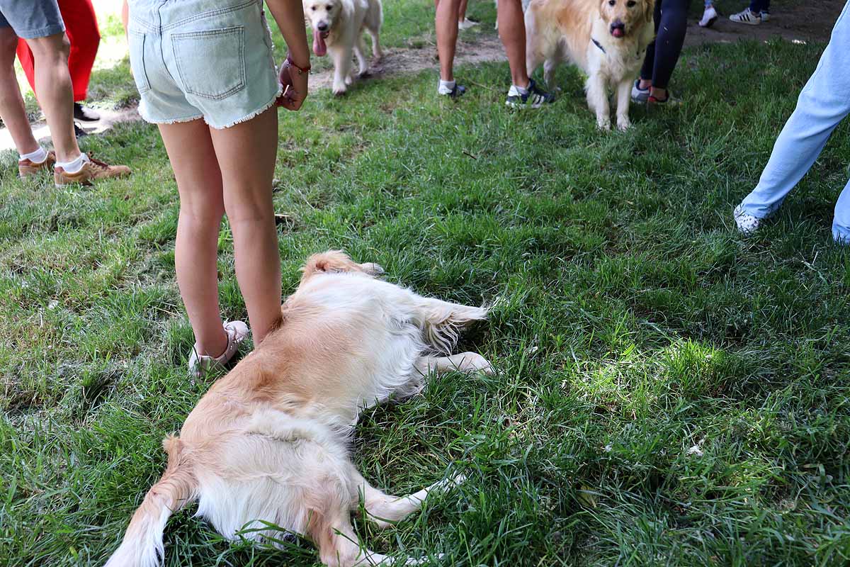 Fotos: Quedada de perros golden retriever en Burgos