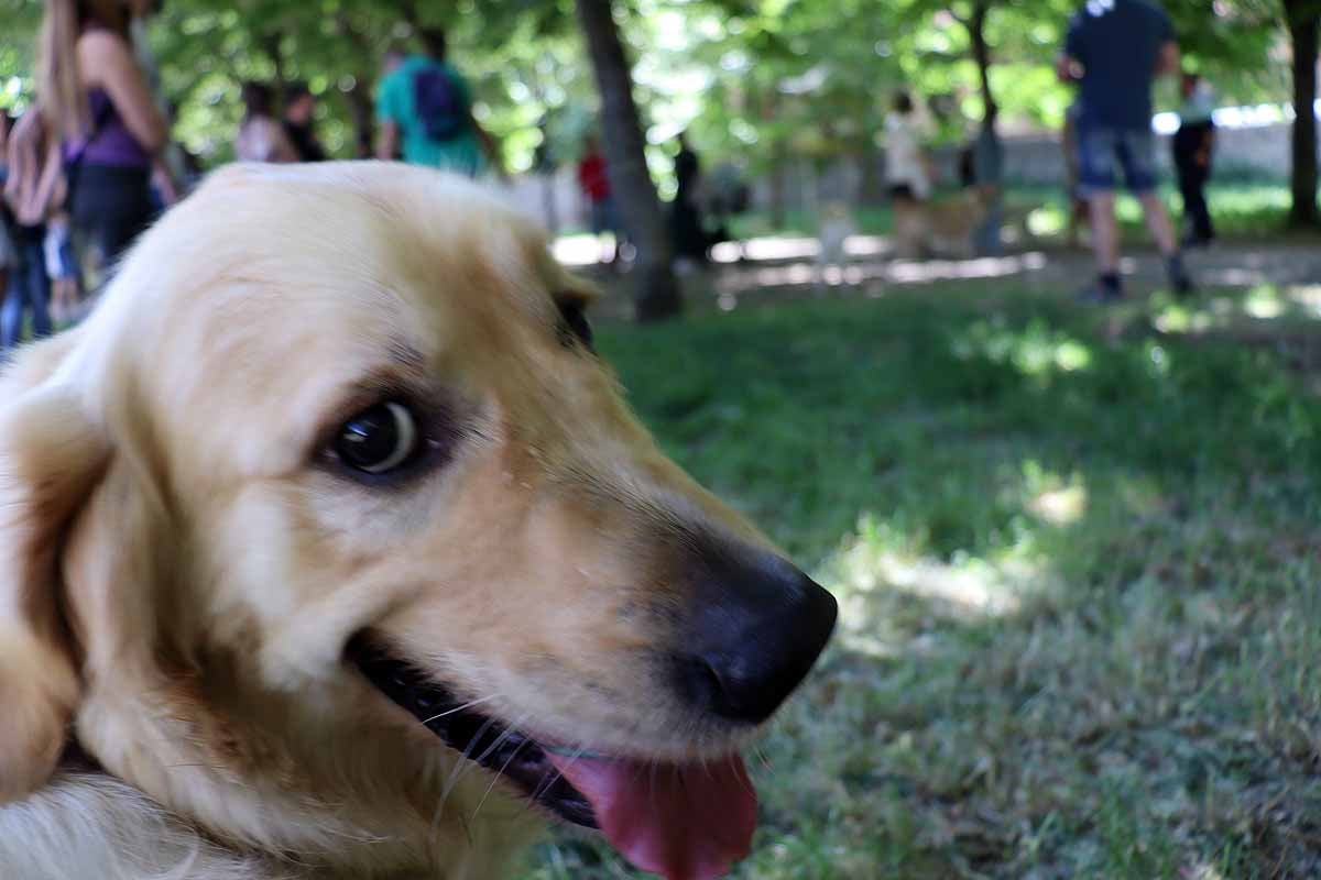 Fotos: Quedada de perros golden retriever en Burgos