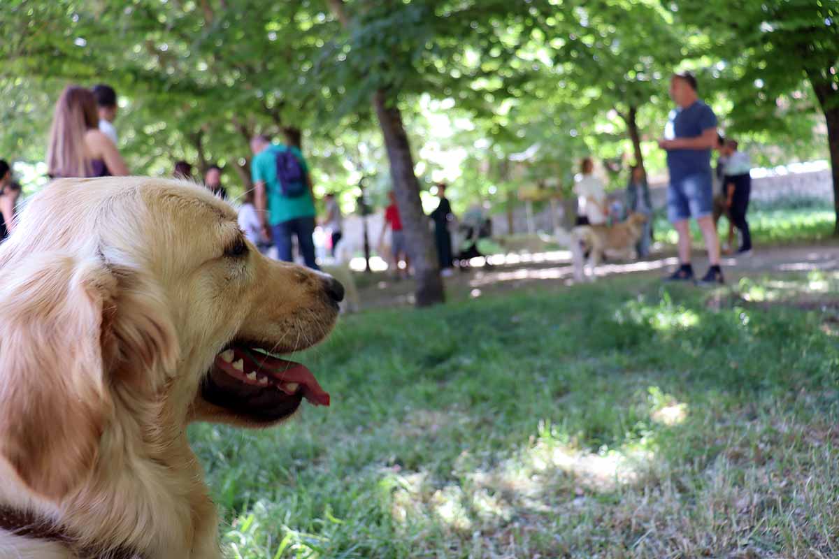 Fotos: Quedada de perros golden retriever en Burgos