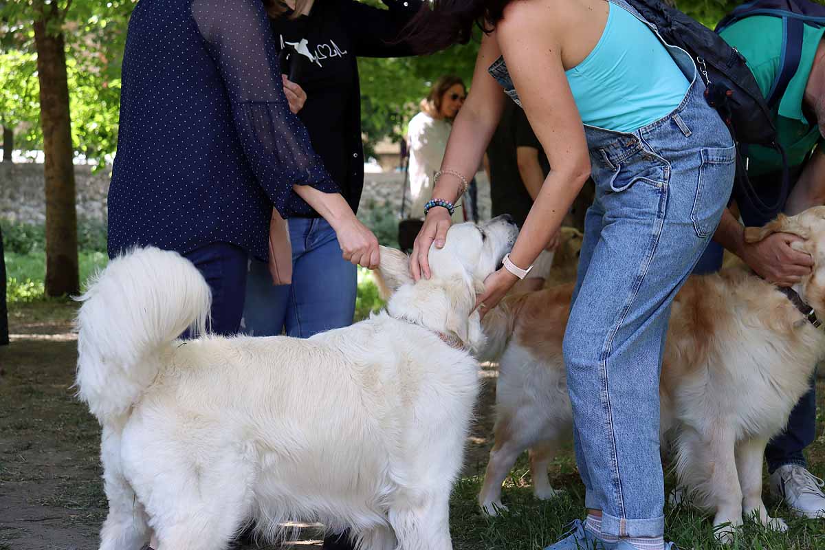 Fotos: Quedada de perros golden retriever en Burgos