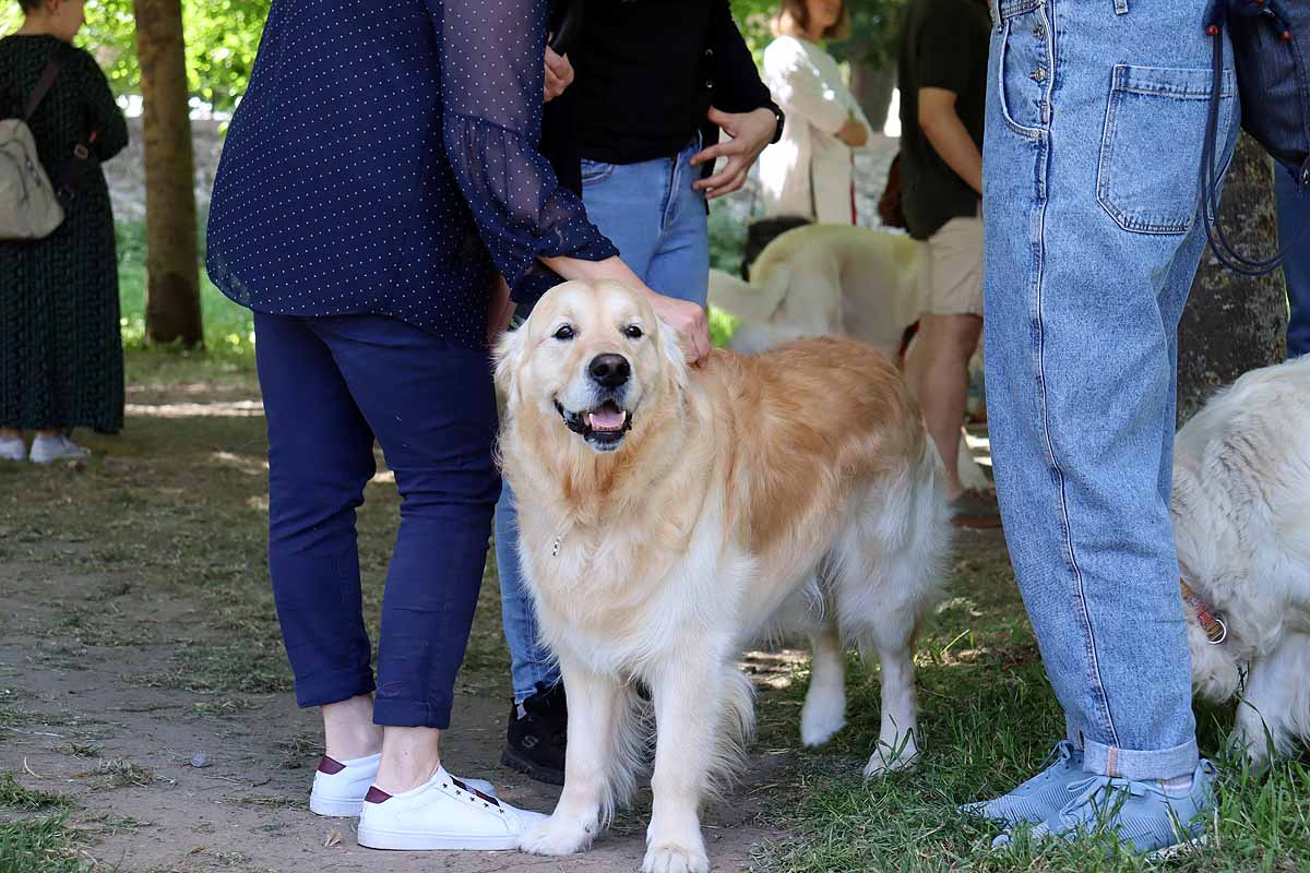 Fotos: Quedada de perros golden retriever en Burgos