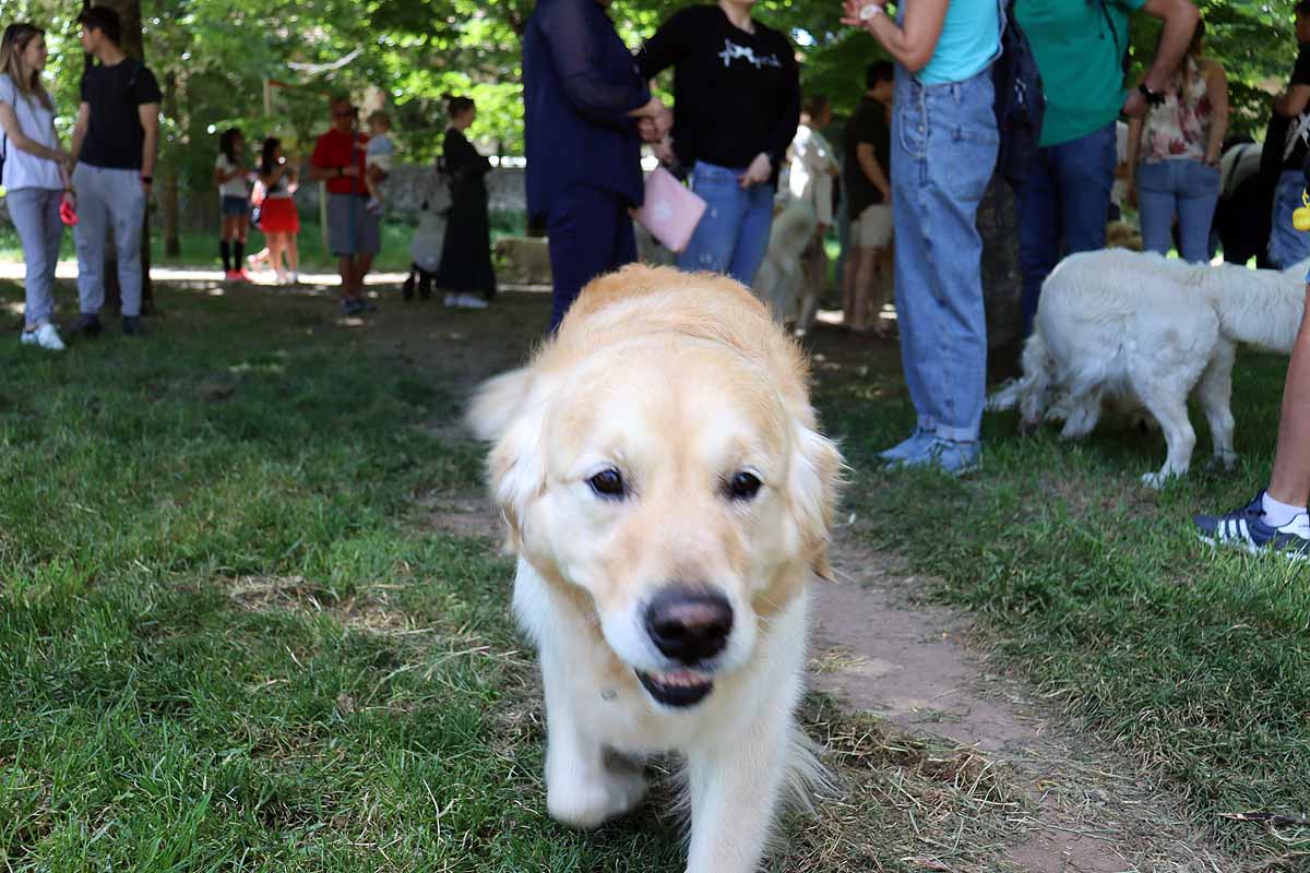 Fotos: Quedada de perros golden retriever en Burgos