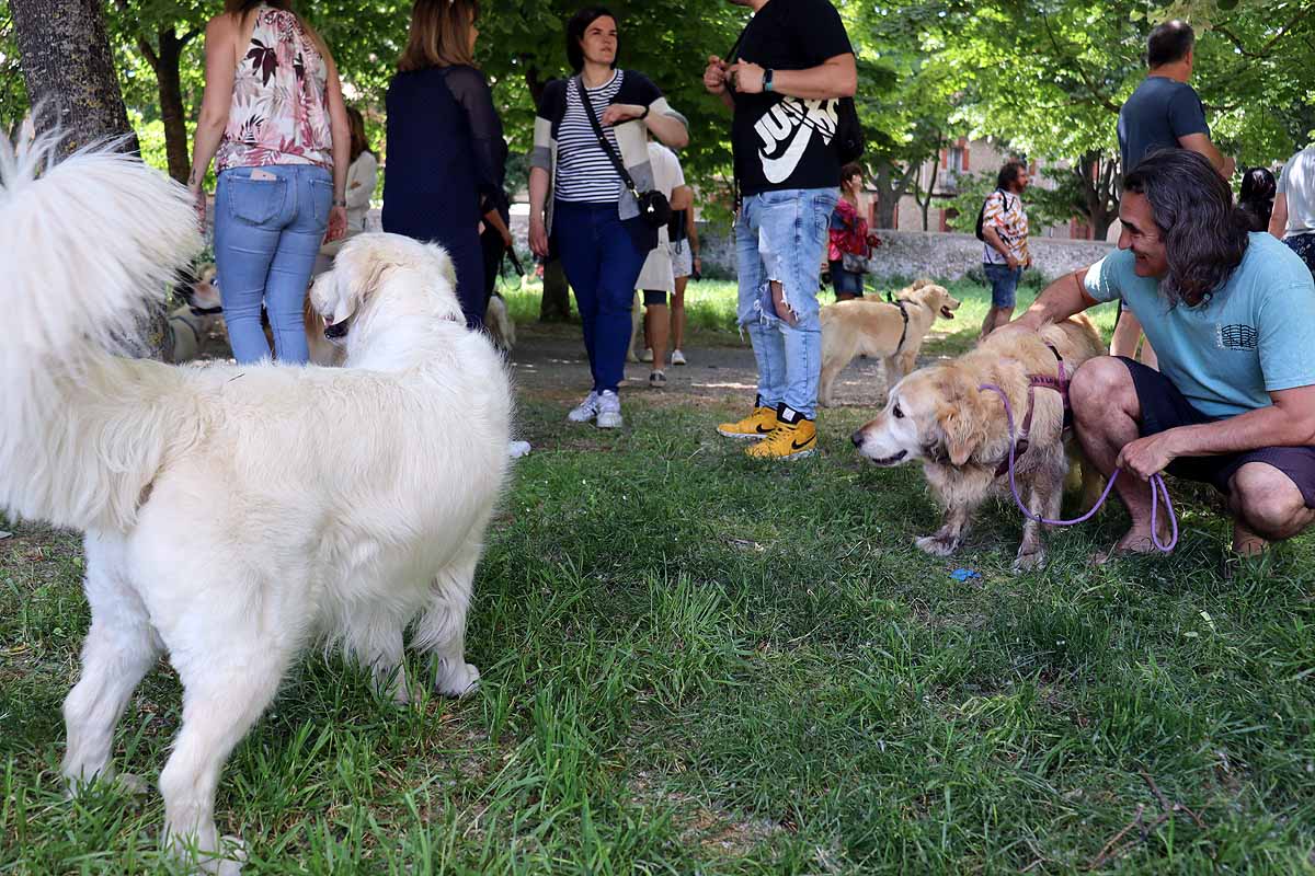 Fotos: Quedada de perros golden retriever en Burgos