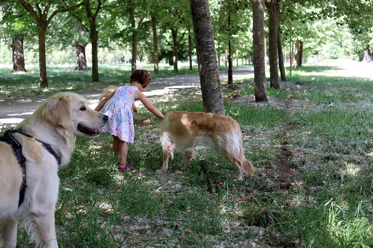 Fotos: Quedada de perros golden retriever en Burgos