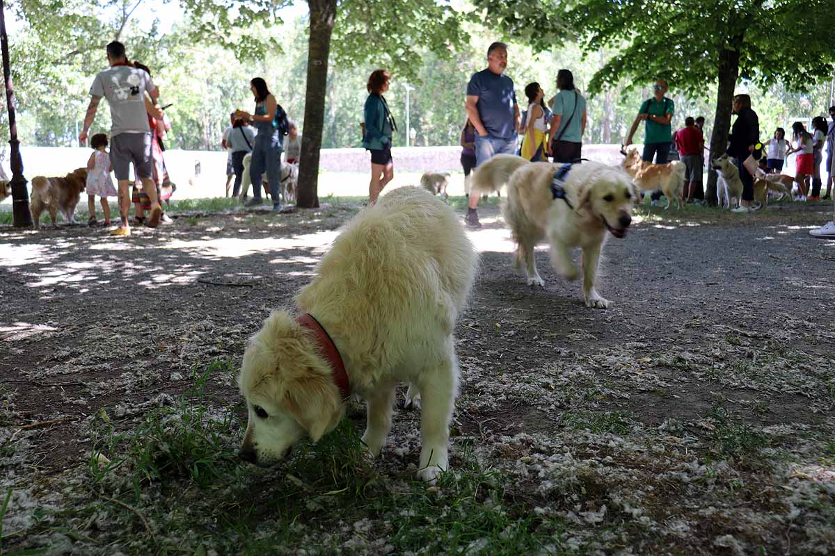 Fotos: Quedada de perros golden retriever en Burgos