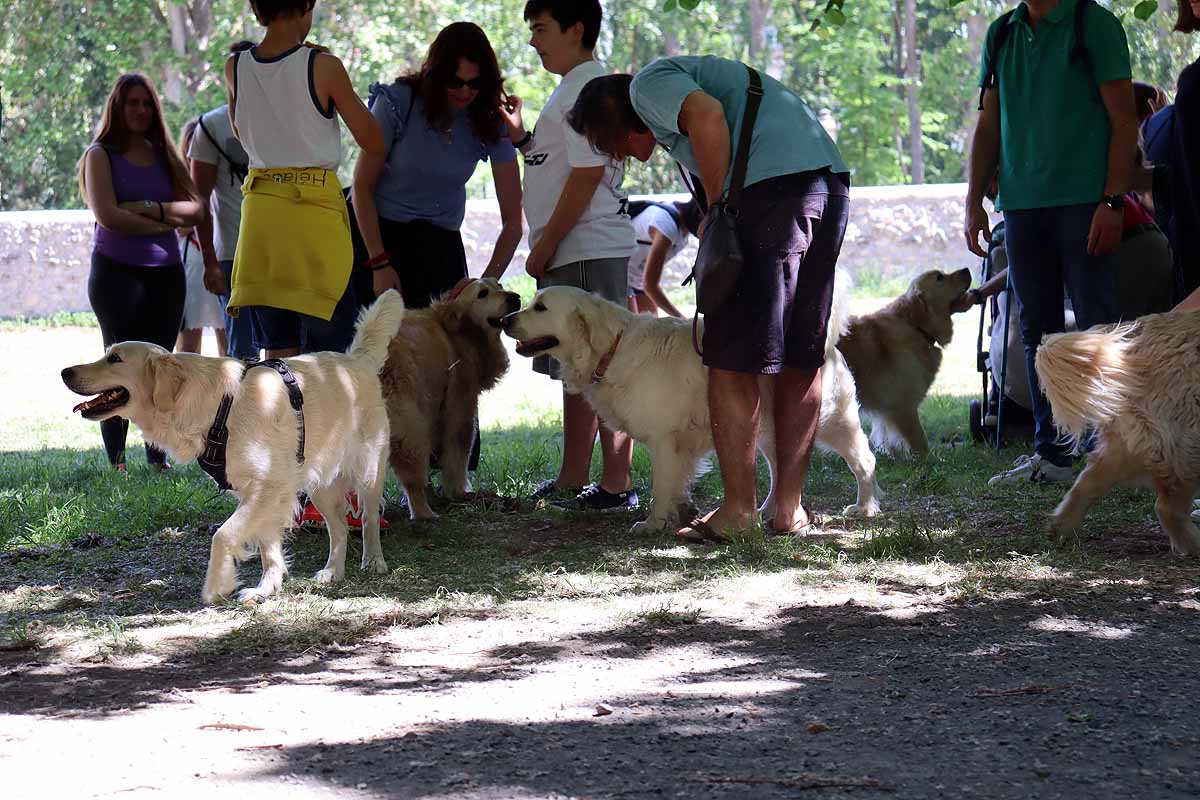 Fotos: Quedada de perros golden retriever en Burgos