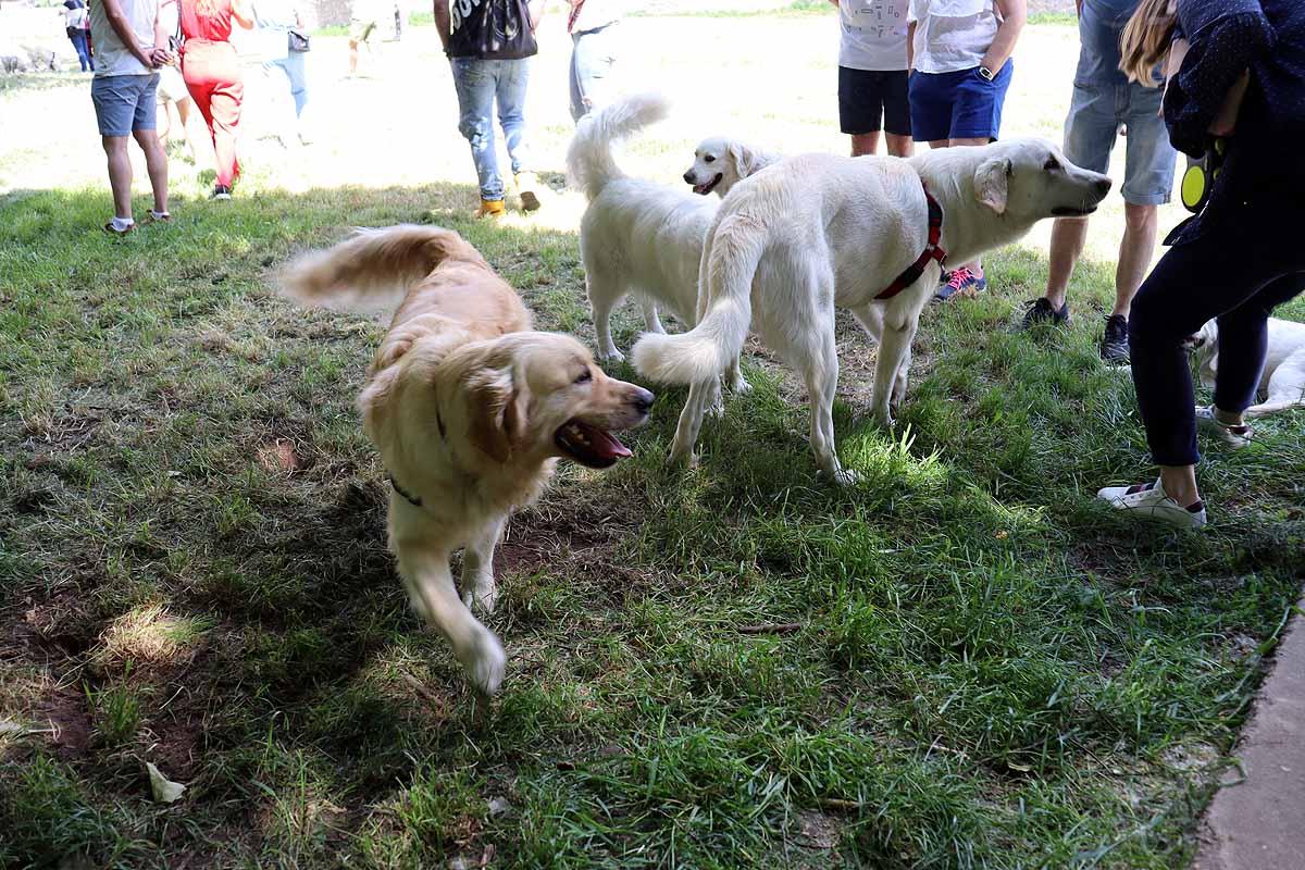 Fotos: Quedada de perros golden retriever en Burgos