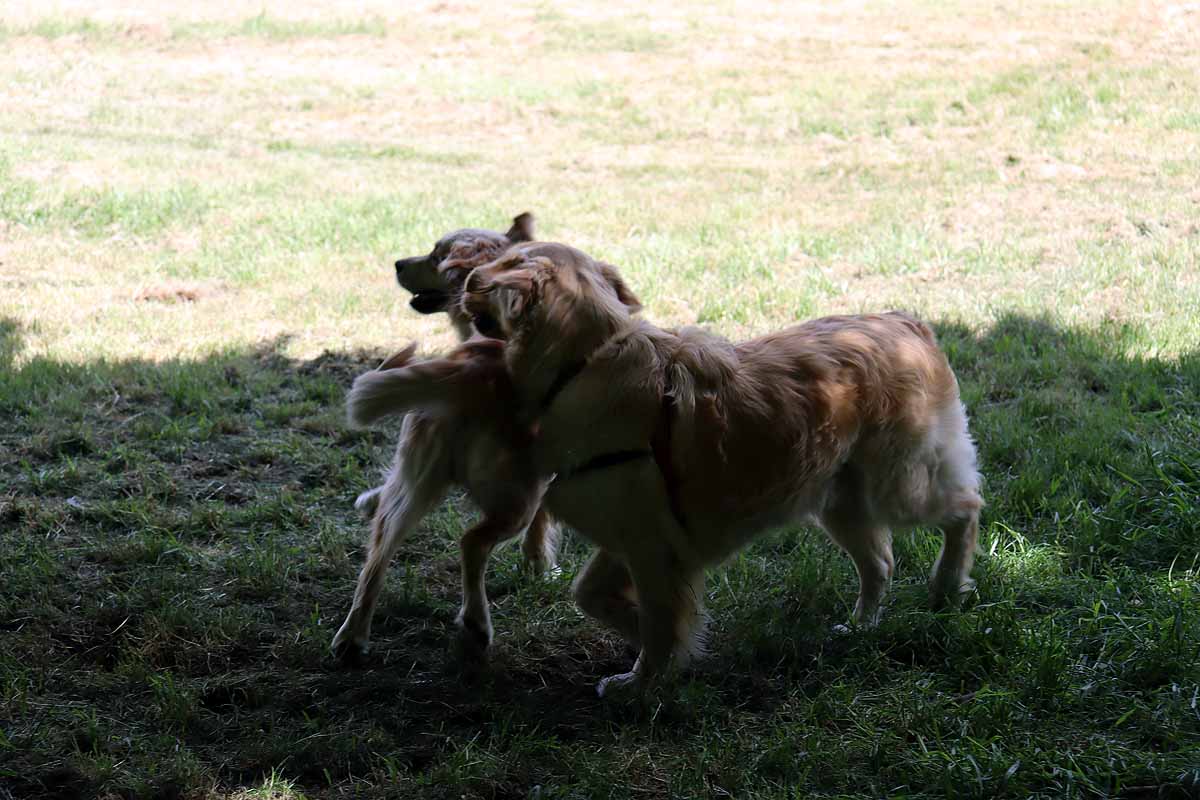 Fotos: Quedada de perros golden retriever en Burgos