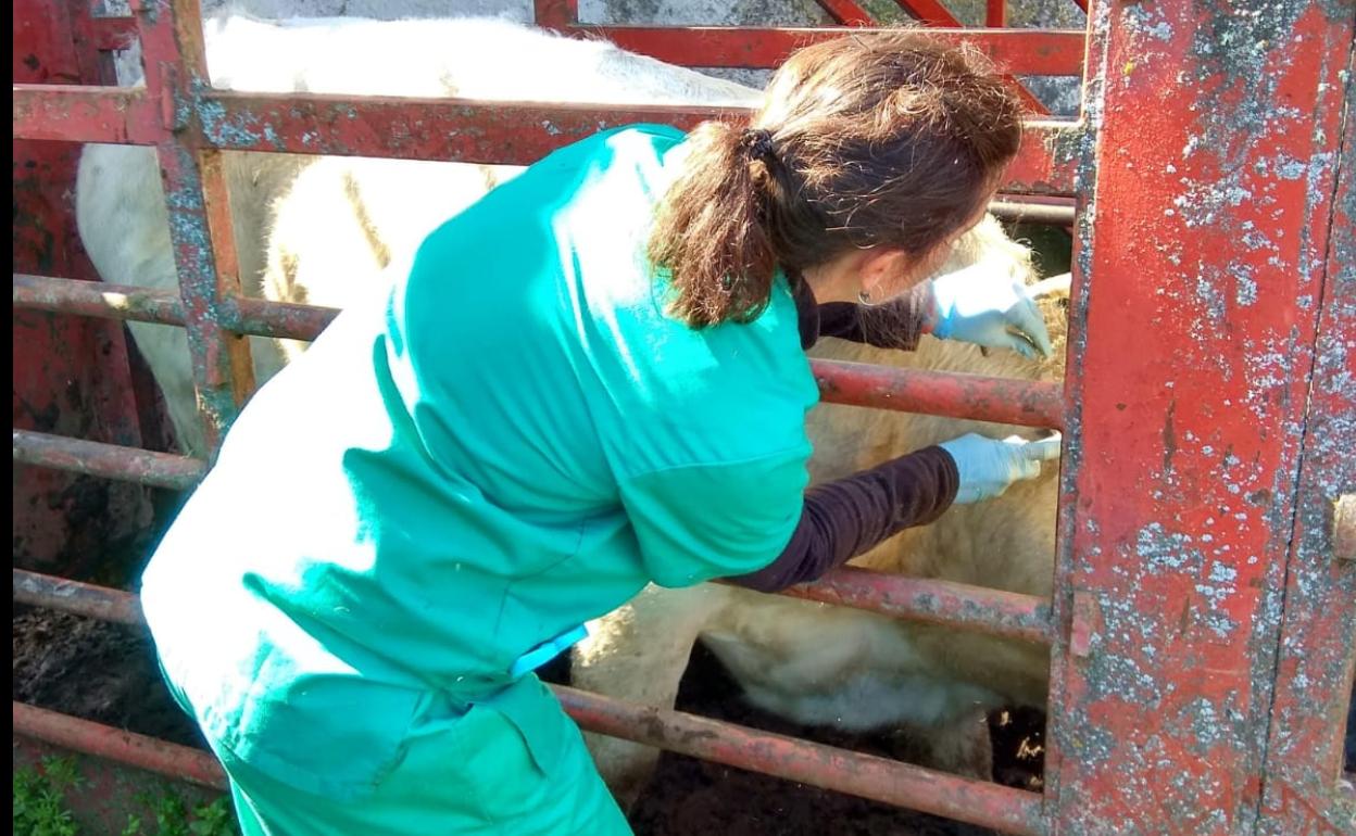 Una veterinaria lleva a cabo una prueba en una explotación salmantina. 