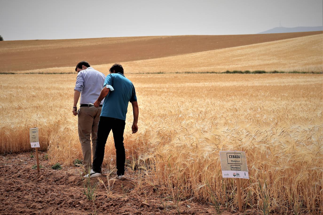 La investigación demuestra que la semilla certificada es más eficiente contra el cambio climático que la semilla de reempleo. 