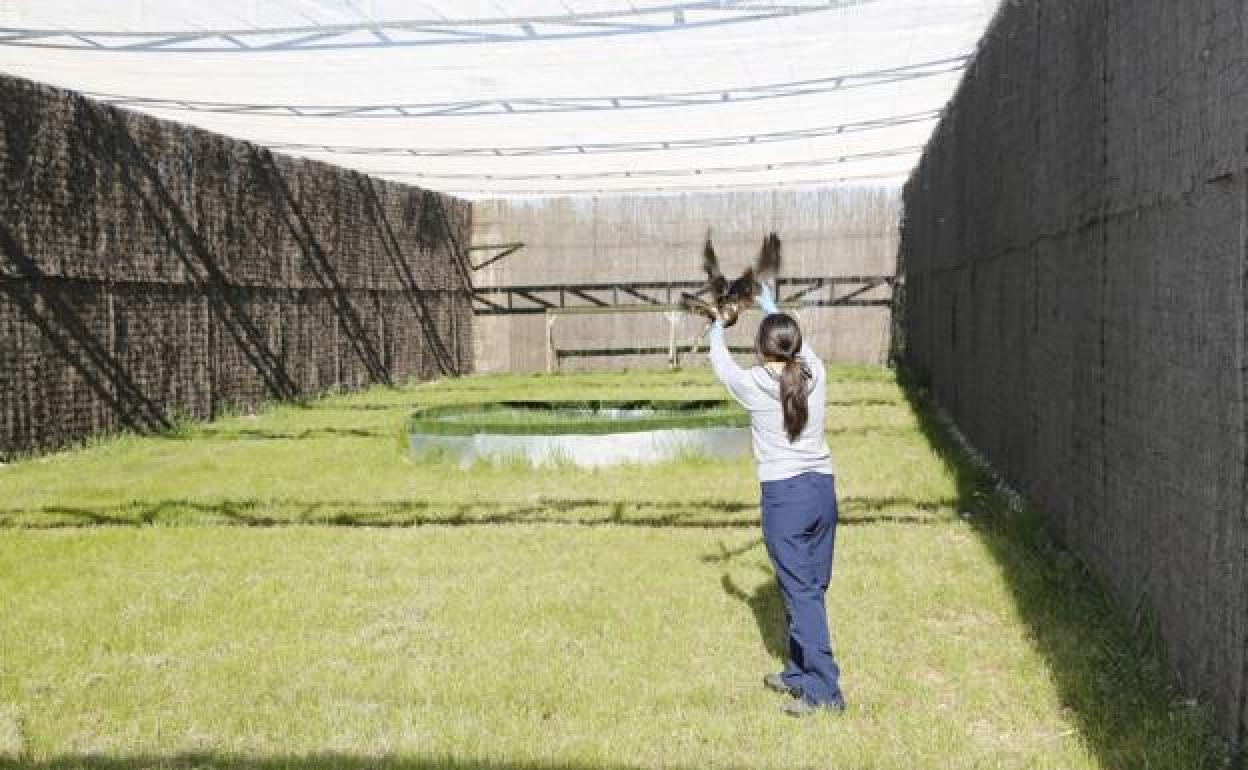 Centro de Recuperación de Aves de Burgos.