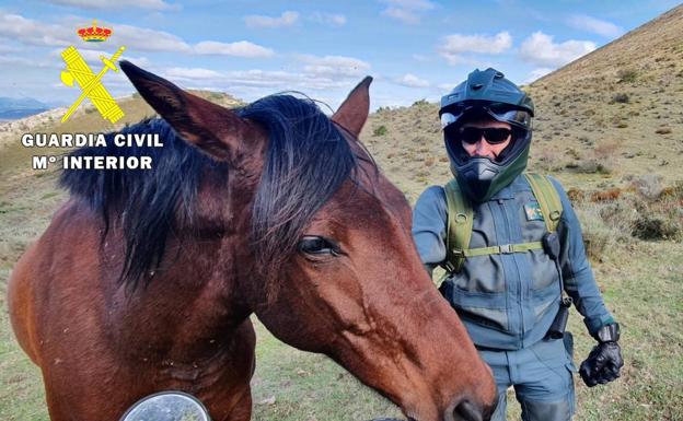 Detectan el comercio irregular de 30 caballos para carne en dos mataderos de Burgos