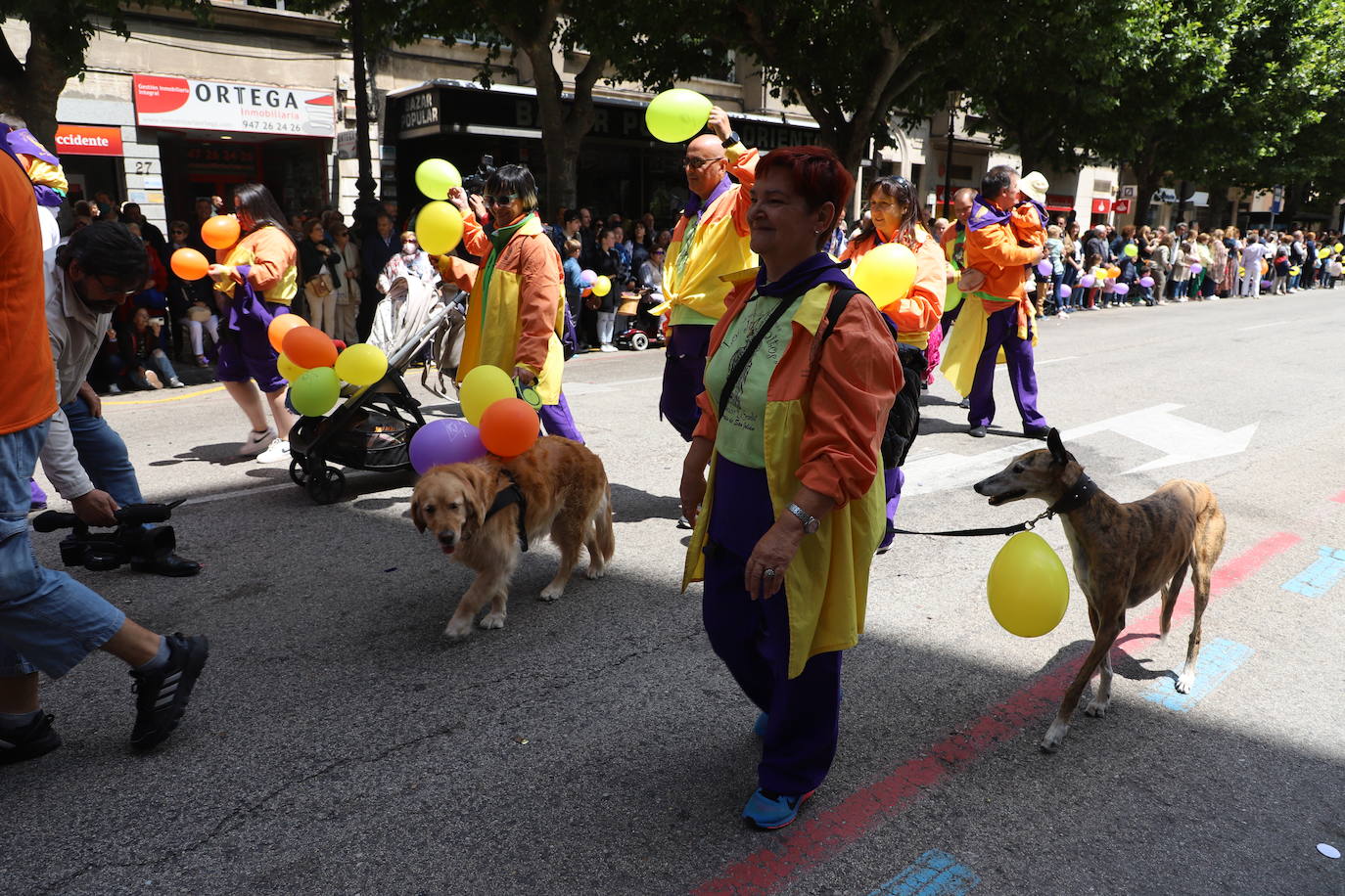 Las peñas desfilan por las calles de Burgos a ritmo de charanga, a golpe de pañuelo y escoltando a las carrozas para celebrar los Sampedros