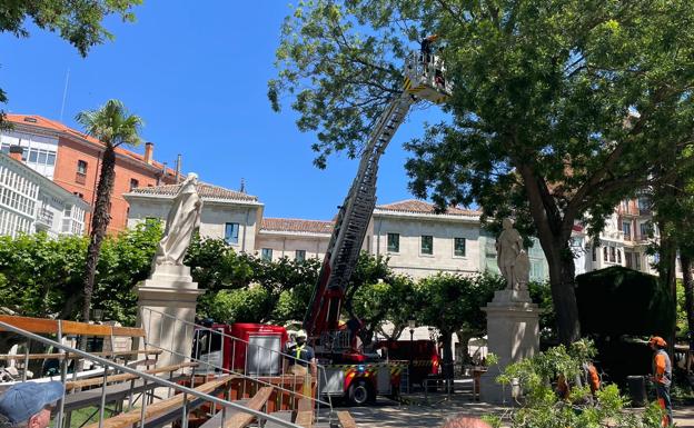 Los bomberos han cortado las ramas necesarias para que no se desprendan del árbol.