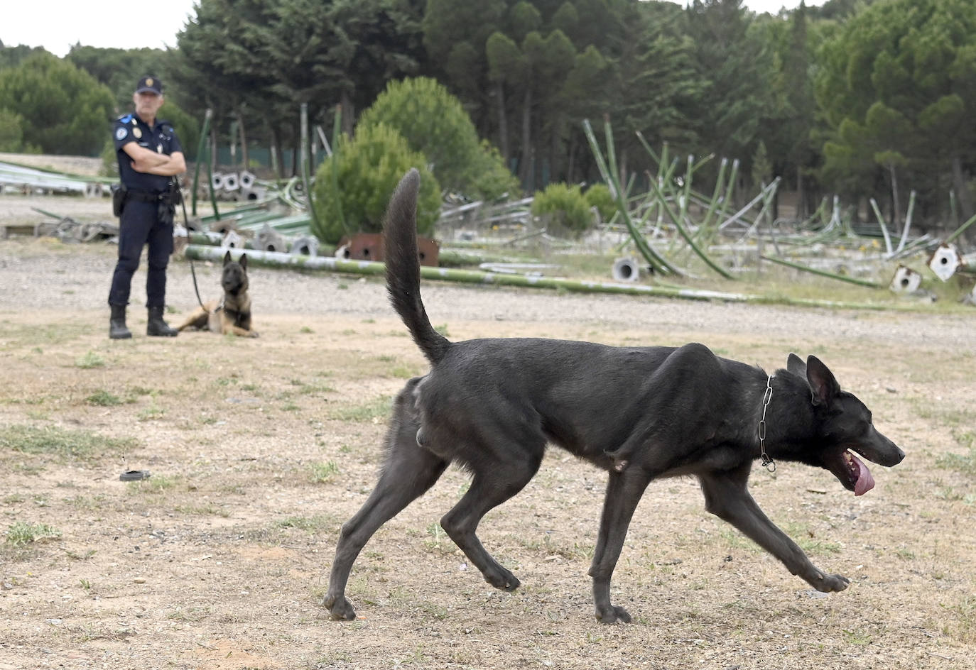 Fotos: La Unidad Canina de Burgos, un modelo de referencia policial