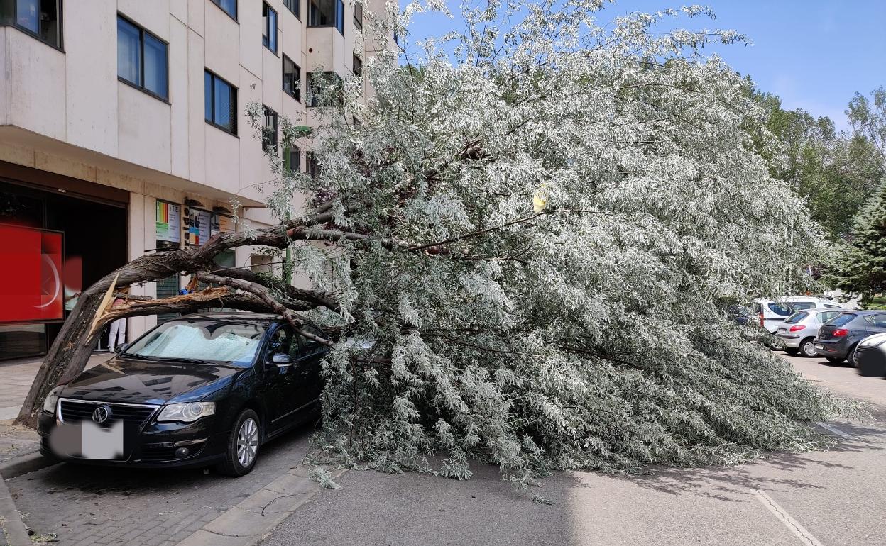 El árbol se ha desplomado sobre los vehículos estacionados sin causar heridos. 