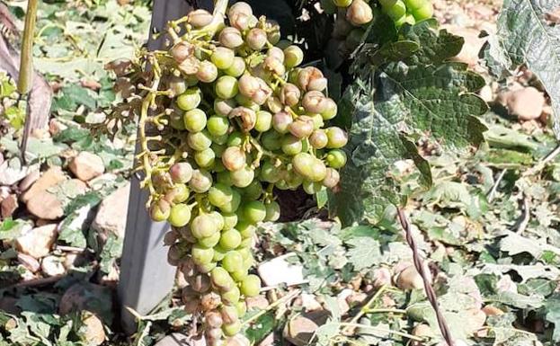 El granizo deja daños «desiguales» en una docena de municipios de la Ribera del Duero