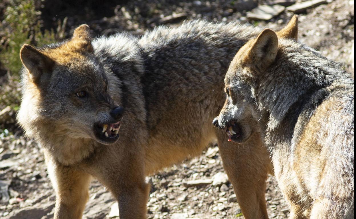 Dos ejemplares de lobo en la provincia de Zamora. 